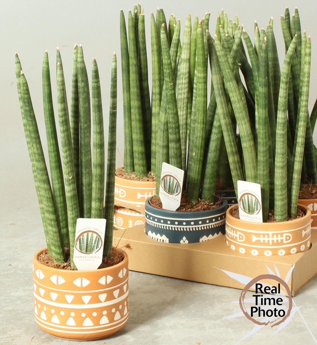 <h4>SANSEV CYLINDRICA OV</h4>