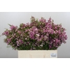 Chamelaucium Kerryn
