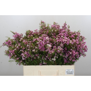 Chamelaucium Kerryn