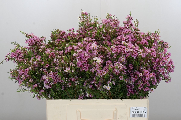 <h4>Chamelaucium Kerryn</h4>