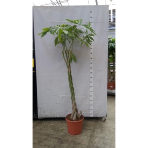 Pachira aquatica