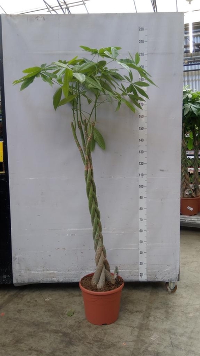 <h4>Pachira aquatica</h4>