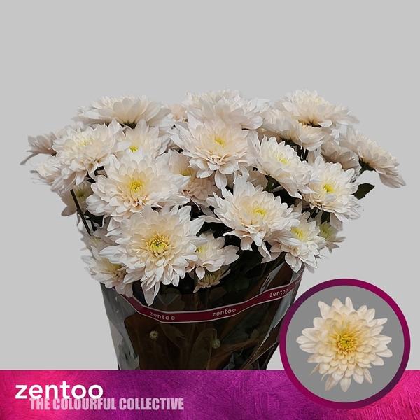 <h4>CHR T PASTEL PEACH</h4>