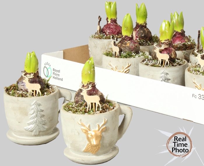 <h4>ARR HYACINTH</h4>