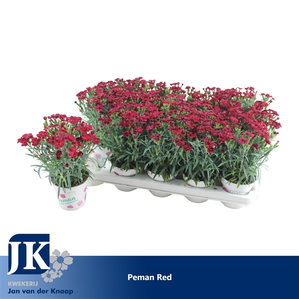 <h4>Dianthus Peman 10.5 Red</h4>