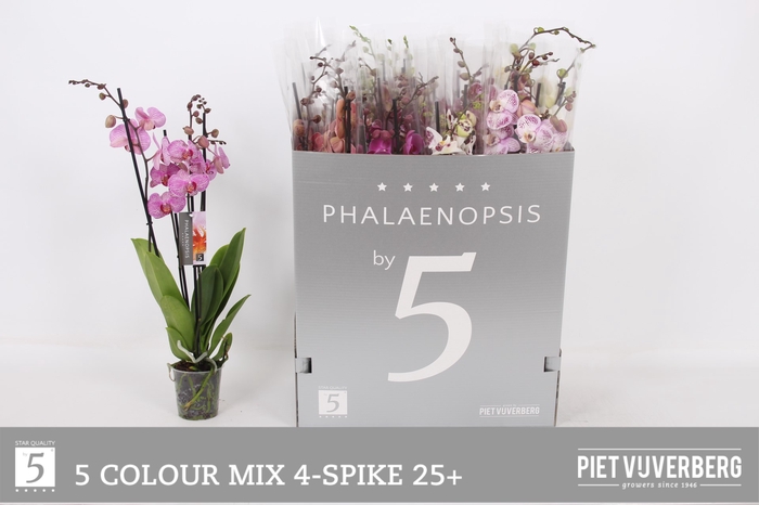 <h4>PHAL GEM 5 KL</h4>