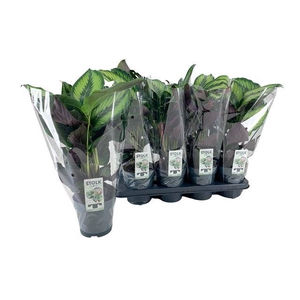 Calathea Pinstripe 14Ø 40cm