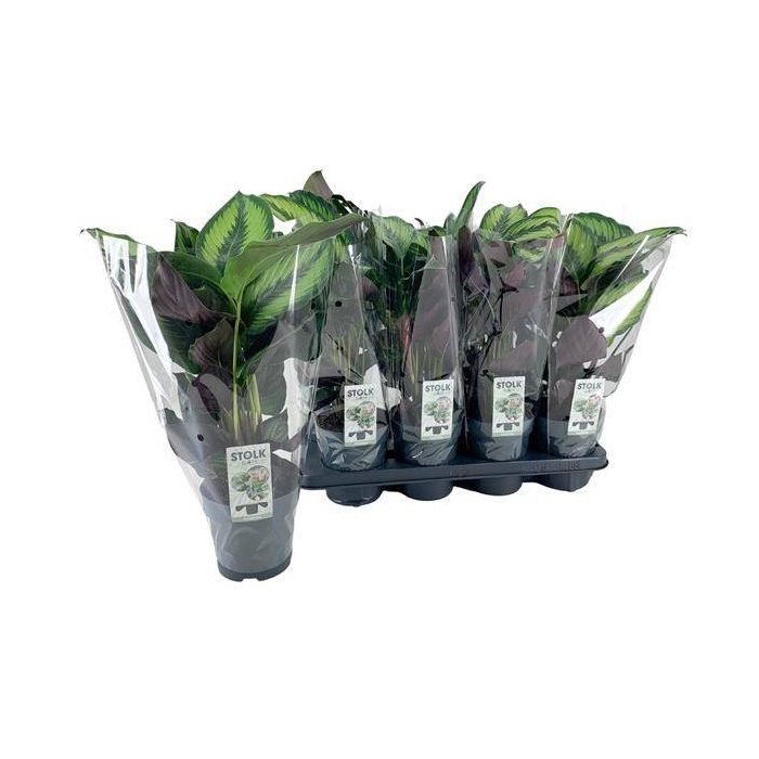 <h4>Calathea Pinstripe 14Ø 40cm</h4>