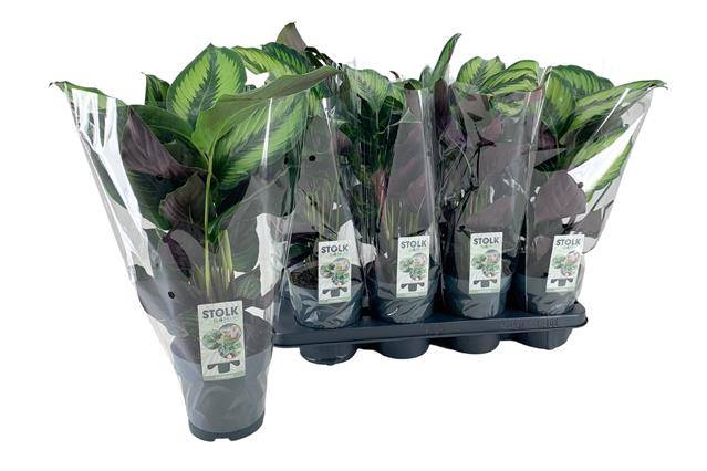 Calathea Pinstripe 14Ø 40cm