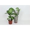 Dieffenbachia Tropic Snow