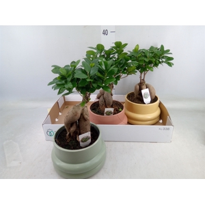 Ficus microcarpa 'Ginseng'