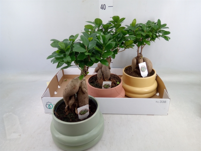 <h4>Ficus microcarpa 'Ginseng'</h4>