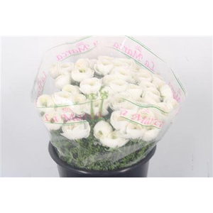 Ran.. Su White Succes Extra