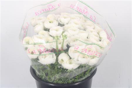 <h4>Ran.. Su White Succes Extra</h4>