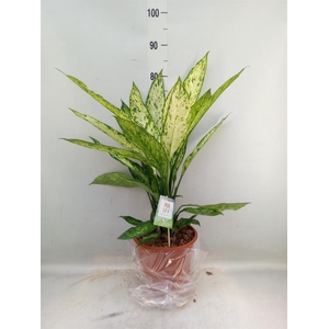 Dieffenbachia  'Vesuvius'