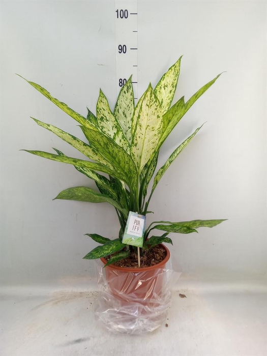 <h4>Dieffenbachia  'Vesuvius'</h4>