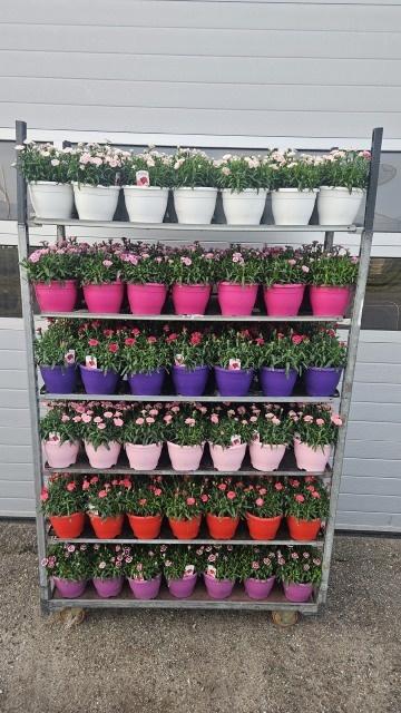 <h4>DIAN OSC GEM</h4>