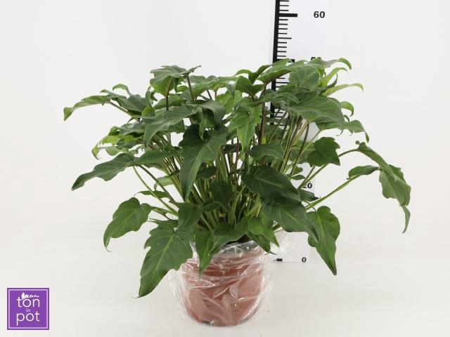 <h4>PHIL XANADU</h4>