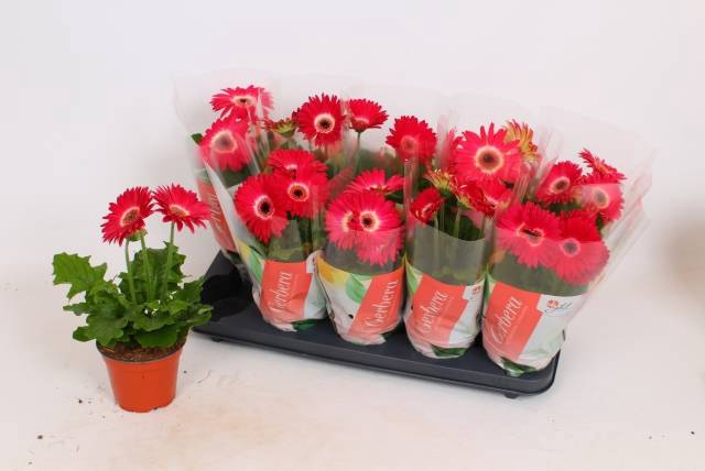 <h4>GER C G ROZE</h4>