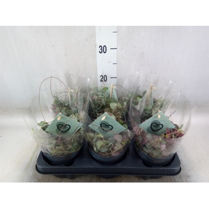 Ceropegia woodii ssp. woodii