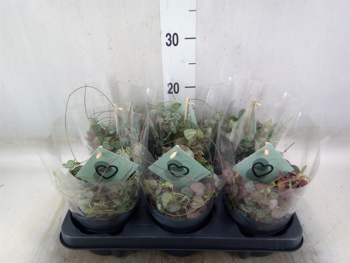<h4>Ceropegia woodii ssp. woodii</h4>
