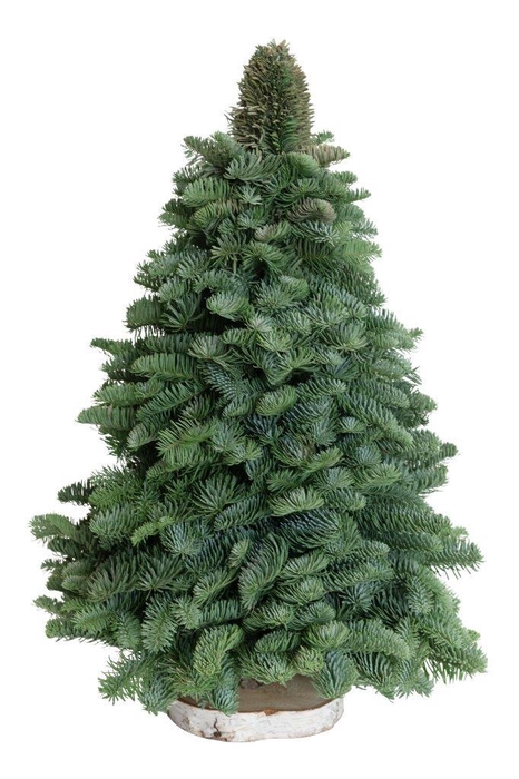 <h4>Nobilis træ 60 cm</h4>