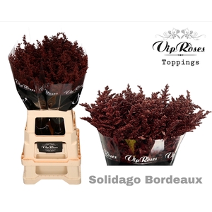 SOLIDAGO BORDEAUX