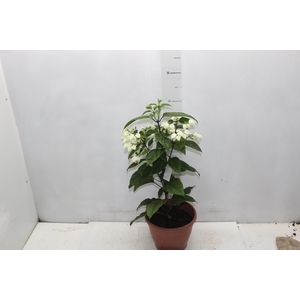 LAGRIMA DE CRISTO P20