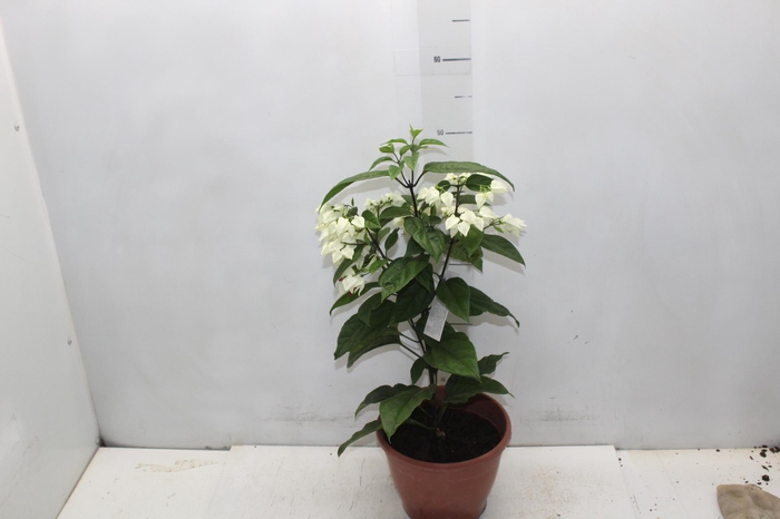 <h4>LAGRIMA DE CRISTO P20</h4>