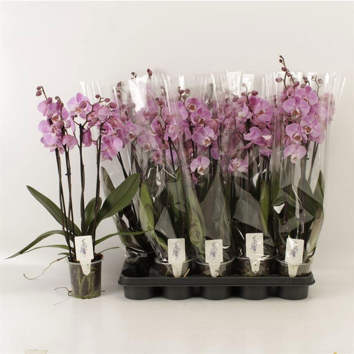 <h4>PHAL OV ROZE</h4>