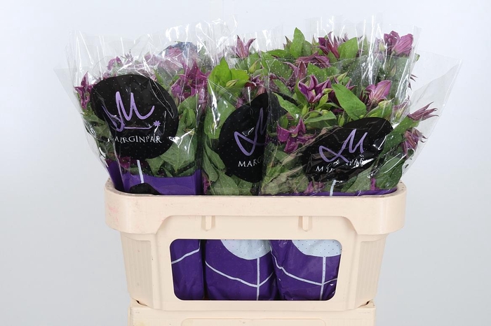 <h4>Clem Amazing Kyiv</h4>