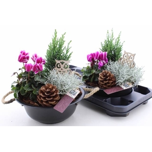 ARR TUINPLANTEN