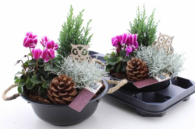 <h4>ARR TUINPLANTEN</h4>