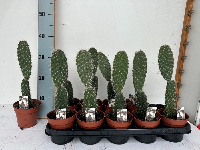 <h4>OPUNTIA</h4>