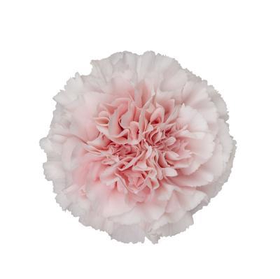 <h4>DI ST PASTEL CRIMEA</h4>