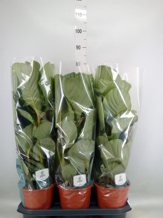 <h4>Calathea orbifolia</h4>