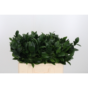 Ruscus