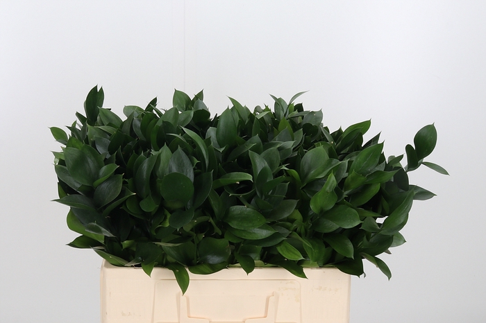 <h4>Ruscus</h4>
