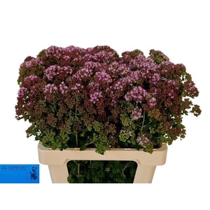 ORIG VU CHARM PURPLE