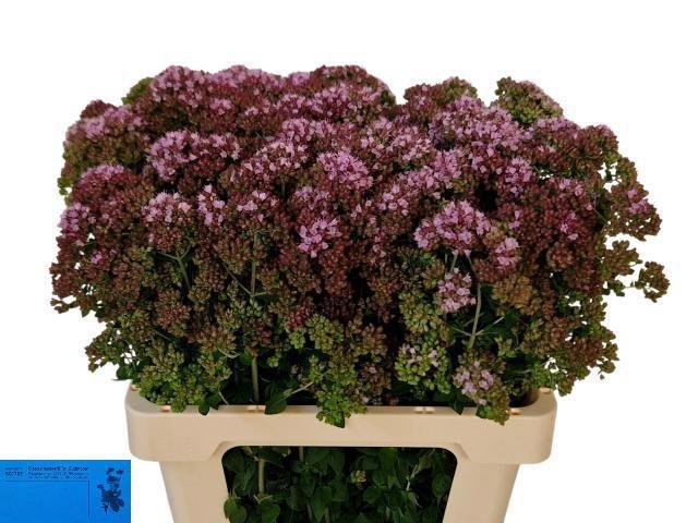 <h4>ORIG VU CHARM PURPLE</h4>