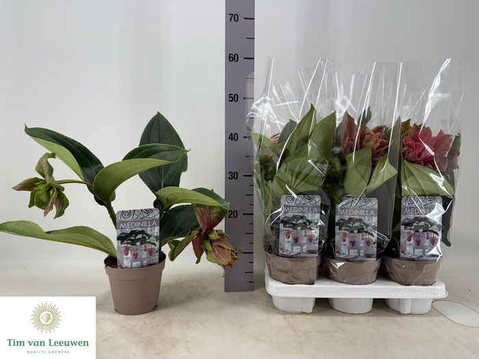 <h4>MEDIN DOLCE ROSSA</h4>