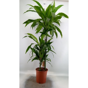 Dracaena frag. 'Janet Craig'