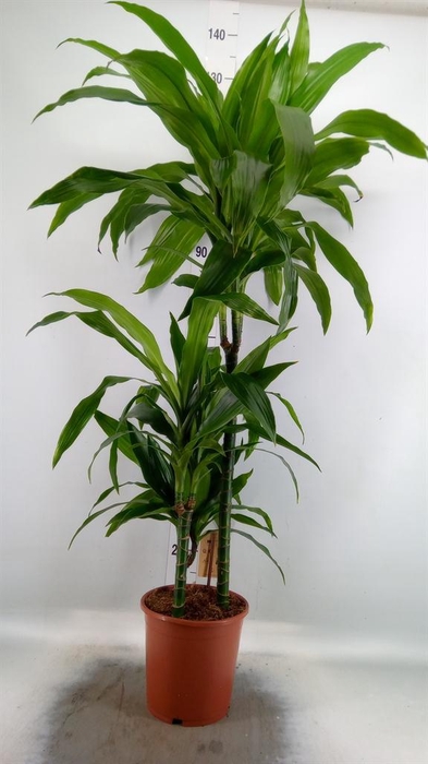 <h4>Dracaena frag. 'Janet Craig'</h4>