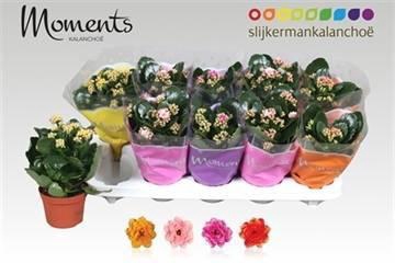 <h4>KAL GE GEM 4 KL</h4>