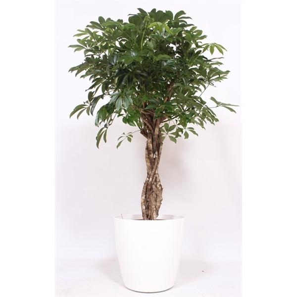 <h4>Schefflera arboricola Compacta in San Remo "wit"</h4>