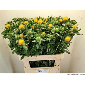 CARTH T ORANGE GRENA