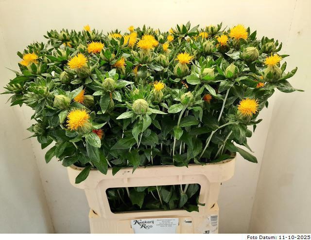 <h4>CARTH T ORANGE GRENA</h4>