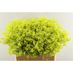 Alchemilla M Robustica Ploeg