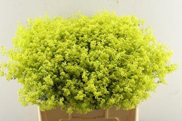 <h4>Alchemilla M Robustica Ploeg</h4>
