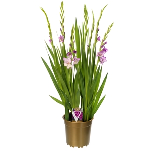 Gladiolus glamini naomi
